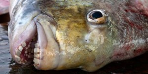 Some people draw the line at eating food with eyes,