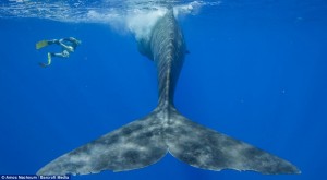 A family of sperm whales have shown their gentle side
