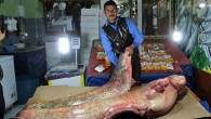 İlçede 24 yıldır balıkçılık yapan Bahattin Duran, Kılıçkaya baraj gölünde ağla 100 kilo ve 40 kilo ağırlığında iki adet yayın balığı yakaladı. Yakaladığı balıkları dükkanında sergilemeye başlayan Duran, yaptığı açıklamada, geçimini balıkçılıkla sağladığını anlattı. Yayın balığının çok lezzetli olduğunu belirten […]