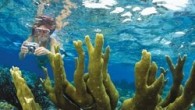 2010’da Hollanda Antilleri dağıldığında Hollanda’ya bağlı özel statüye kavuşan adalardan biriydi Bonaire. Aynı statüdeki St. Eustatius ve Saba’yla ‘BES Adaları’ arasına girdi. Bonaire’nin yanına Aruba ve Curaçao katıldığında ise bu kez isim ‘ABC Adaları’ olarak değişiyor. Bonaire, yukarıdan bakıldığında bir […]