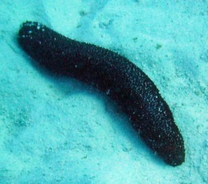 Deniz hıyarları, derisidikenlilerin Holothuroidea sınıfından omurgasız hayvanlar. Vücutları, ağızla anüsten