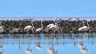 Kuruma tehdidi altında bulunan Tuz Gölü’nde 2012 yılında 20 bin 275 flamingo yavrusu kuluçkadan çıkarken, bu sayı bugüne kadar dünyada tespit edilmiş en büyük flamingo kolonisi olarak kayıtlara geçti. Doğa Derneği Genel Müdürü Engin Yılmaz, ”Tuz Gölü 2012 yılında 60 […]