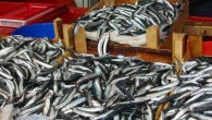 Uzmanlara göre omega-3 zengini beslenme, yüksek yağ içeren yiyeceklerin verdiği hasarı tamir ediyor. Bilim insanları balık yağının abur cubur yiyeceklerin olumsuz etkisine karşı koyduğunu öne sürüyor. Uzmanlar on yıldan fazla süren araştırmalarda yüksek yağ içeren yiyeceklerin ‘hücre doğumu’nu kesintiye uğratarak […]