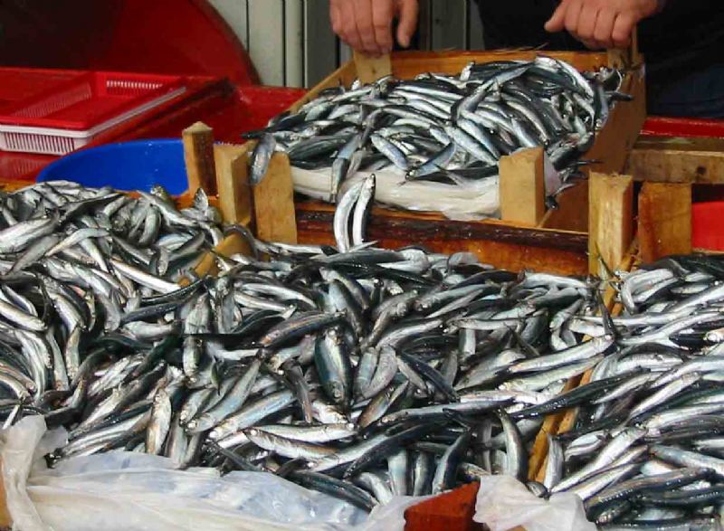 Uzmanlara göre omega-3 zengini beslenme, yüksek yağ içeren yiyeceklerin verdiği