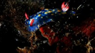 Hypselodoris infucata _ Lembeh Indonesia Hızla ilerleyen 2012 senesinin Şubat ayı içerisinde eski fotoğrafları karıştırıp tür tespitleri için debelenirken bu fotoğraf karşıma çıktı. En son Endonezya – Lembeh seyahatinin deniz tavşanlarından birisi. Hypselodoris infucata dorid ailesinden bir deniz tavşanı ve […]