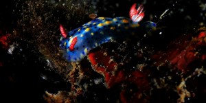 Hypselodoris infucata _ Lembeh Indonesia Hızla ilerleyen 2012 senesinin Şubat