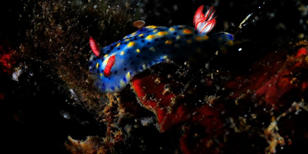 Hypselodoris infucata _ Lembeh Indonesia Hızla ilerleyen 2012 senesinin Şubat