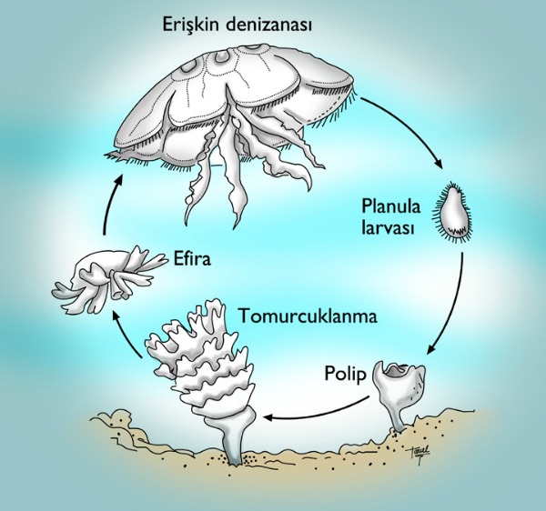 Meduzz