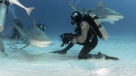 These incredible images show the moment a fearless diver gets up close and personal with one of the most dangerous sharks in the world. Carlos Estrabeau not only swam alongside bull sharks without a cage, he even coaxed them to […]