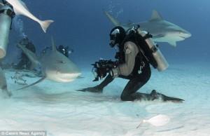 These incredible images show the moment a fearless diver gets