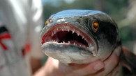 Anavatanı Afrika ve Asya olan ve ABD’nin sularında türememesi için yoğun önlem alınan Snakehead balığı ülkenin en önemli sembollerinden Central Park’ta görüldü. Yırtıcı yapısı ve bulunduğu ekosistemi istila etmesi nedeniyle ‘Fishzilla’ adı verilen snakehead balığının avlandığı Central Park’taki Harlem Gölü […]