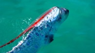 Oarfish adındaki bu ilginç görünümlü balık; Pasifik, Atlantik ve Hint okyanuslarının sıcak ve ılıman sularında yaşıyor. 300 ile 1000 metre derinlikte bulunan Oarfish, 6 metre boyuna ulaşabiliyor. Oarfish, depremden önce sahile vuruyor.Japonya ve Vietnam’da sahilde bu balıkları görenler deprem alarmı […]