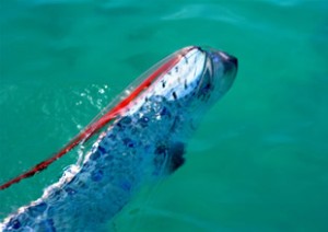 Oarfish adındaki bu ilginç görünümlü balık; Pasifik, Atlantik ve Hint