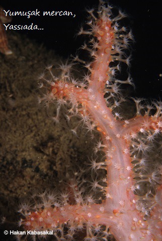 AlcyoniumPalmatum01