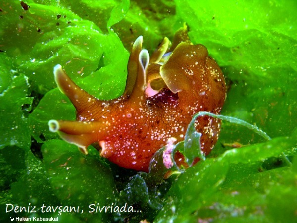 Aplysia_punctata2