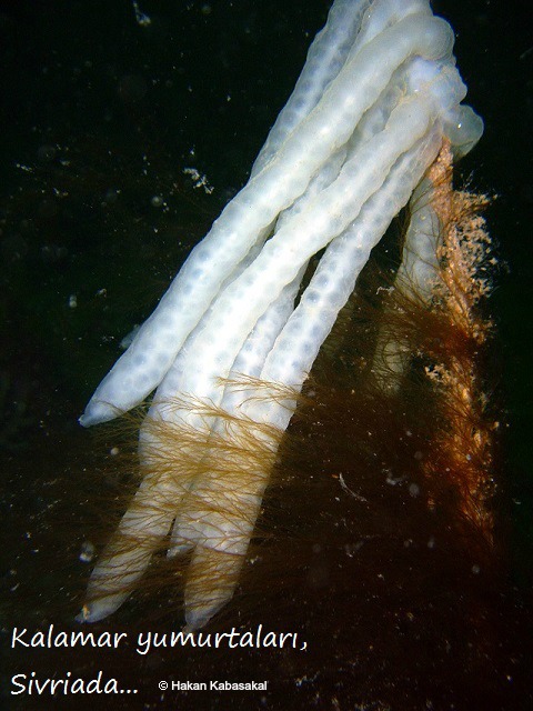 PIC_0011