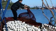 Balığın en güzel yenildiği yer olarak bilinen Çanakkale’nin Bozcaada ilçesinde tutulan balık adaya yetmiyor. Bozcaadalı balık satıcıları, balığı Çanakkale ya da İzmir’den getirirken, Kaymakamlık ve İlçe Tarım Müdürlüğü, balıkçıları teşvik için ücretsiz ağ yardımı yapıyor. Çanakkale’nin Bozcaada ilçesinde balıkçılar zor […]