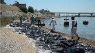 Deniz biyologu Prof. Dr. Kıdeyş, AA muhabirine yaptığı açıklamada, 16 Temmuz’da KKTC’nin İskele ilçesinin Kalecik beldesinde Aksa Elektrik’e ait gemiden santrale petrol boşaltımı sırasında denize 40-100 ton ağırlığında fuel oil sızıntısının yaşanmasının ardından, KKTC Turizm, Çevre ve Kültür Bakanı Mehmet […]
