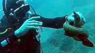 Muğla Marmaris’te dalan Samsun Doğa Sporları Kulübü dalgıçları, büyük risk alarak son derece saldırgan ve tehlikeli müren balığını oltalardan kurtardı. Dalış yapmak için Muğla’nın Marmaris ilçesine gelen Samsun Arama Kurtarma ve Doğa Sporları Kulübü dalgıçları, tehlikeli olduğu için insanların korktuğu […]