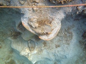 Urla Limanepe’de 1992 yılında başlayan, 2000 yılından itibaren sualtında da