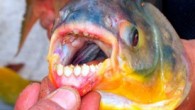 Güney Amerika’da yaşayan piranha ile aynı aileye mensup testis yiyen balık türü Avrupa sularında görüldü! Amazon orijinli 90 santimetrelik Pacu cinsi yamyam balık Avrupa’da korku saldı. Danimarka’nın İskandinavya açıklarında bir tür piranha olan Pacu balığının bulunması, erkekler arasında “alarma” geçilmesine […]