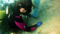6 bin yıllık tarihi ortaya çıkarmak için yapılan Akdeniz’in en önemli su altı kazılarından Limantepe’de, bugüne kadar rastlanan çeşitli dönemlere ait gemilerin su üzerine çıkarılarak sergilenmesi için çalışma başlatıldı. Hollanda’dan getirdiği tabaklarla suya gömülen 17. yüzyıl Osmanlı ticaret teknesi, su […]