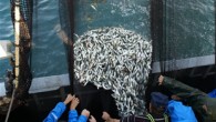 Akdeniz Su Ürünleri ve Hayvansal Mamuller İhracatçıları Birliği Başkanı Ali Can Yamanyılmaz, su ürünleri ve mamulleri sektöründe yurtiçi ve yurtdışı talebin artırılması nedeniyle hem birliğin hem de hükümetin pazarlama stratejileri konusunda araştırma ve tanıtıma yönelik çalışmalara yoğunluk verdiğini söyledi. Temmuz […]
