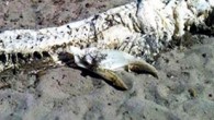 İspanya’da geçtiğimiz günlerde sahile vuran yaklaşık 4 metre boyunda ürkütücü deniz canlısı, görenleri şaşkına çevirdi. Deniz biyologları, tuhaf canlının henüz hangi türden olduğunu tespit edebilmiş değil. İspanya’nın Villaricos kentinde sahile vuran gizemli yaratık, sadece görenleri değil, bilim dünyasını da şaşkına […]