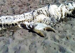 İspanya’da geçtiğimiz günlerde sahile vuran yaklaşık 4 metre boyunda ürkütücü