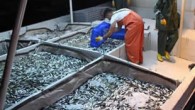 Nisan ayında başlayan av yasağının ardından dün denize açılan balıkçı tekneleri kasaları doldurdu. Vira bismillah diyerek Marmara’ya açılan ilk tekne 1400 kilogram istavrit ve 4 kasa palamut avladı. Sezon palamut ve istavritle başlarken fiyatlar da değişiklik gösterdi. Palamutun tanesi 15 […]