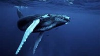 ABD Ulusal Okyanus ve Atmosfer Dairesi, Kuzey Pasifik Okyanusunda sayısı düzenli olarak artan kambur balinalar hakkında çalışma başlattı. Amerikan Ulusal Okyanus ve Atmosfer Dairesi’nin (NOAA) kambur balinaları nesli tükenmekte olan türler listesinden çıkarabileceği bildirildi. Havaili bir grup balıkçının nisan ayında […]
