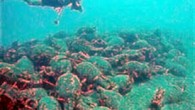 Emekli SAT komandosu Namık Ekin, Bodrum’da tarihi anforaları çalmaya çalışan kaçakçıları nefes kesen bir operasyonla yakaladıklarını anlattı Anadolu’nun çeşitli bölgelerinde yapılan kaçak kazılarda bulunan eserlerden bazıları, yasa dışı yollarla yurtdışına çıkarılıyor ve satılıyor. Bazı eserler de güvenlik güçlerinin operasyonları sayesinde […]