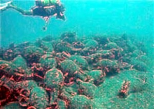 Emekli SAT komandosu Namık Ekin, Bodrum’da tarihi anforaları çalmaya çalışan