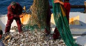 Av yasağının trol gemileri için 15 Eylül’de sona ermesinin ardından