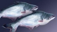 Doğal yaşam alanı Vietnam Mekong Nehri olan Pangasius balığı, İzmir Katip ÇelebiÜniversitesi Su Ürünleri Fakültesi’nde yetiştiriliyor. Vietnam’dan üç ay önce yavru halde ithal edilen bin panga balığının, 250’si beyaz benek hastalığı nedeniyle öldü, diğerlerinin ağırlığı 30 grama ulaştı. Altı ayda […]