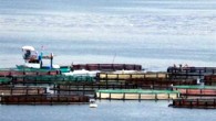 Karadeniz’de kafeste balık üretimini yaygınlaştırmak amacıyla Ordu’da ilk kez sivriburun ve karagöz balığının deneme üretimine başlandı. İl Gıda Tarım ve Hayvancılık Müdürü Musa Sağlam Türkiye’de balıkçılıkta 18’inci, Karadeniz’de ise 5’nci sırada yer alan Ordu’da başlayan bu üretimle vatandaşın daha ucuz […]