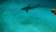 Yasemin Dalkılıç tarih boyunca bir tropik cennet olmayı simgelemesi ile insanları cezbeden Bahamalar’daki dalışlarına önce tüm takımadaya ismini veren ada olan Grand Bahama’dan başladı. Sağlıklı köpekbalığı nüfusuyla tanınan Bahamalar’da Yasemin Dalkılıç, Freeport’un kendilerini hiç hayal kırıklığına uğratmadığını ifade etti. Dalkılıç […]