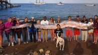 ABD’den şaşkınlık yaratan görüntü… ABD’nin California eyaletinde şnorkelle dalış yapan bir dalgıç, 5,5 metre uzunluğunda, eşine az rastlanır bir kağıt balığının ölüsüyle karşılaştı. Catalina adası açıklarında dalış yapan Jasmine Santana, genelde okyanusun yaklaşık 900 metre altında yaşayan balığı, 15 kişinin […]