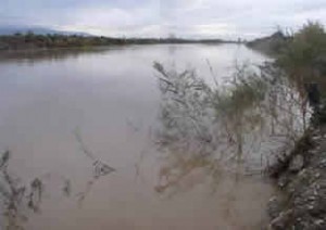 Büyük Menderes Nehri’nde kirlilik nedeniyle ölen balıkların tüketilmemesi, nehir suyunun