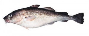 Morina, Gadidae familyasına mensup Gadus cinsi balıkların genel adıdır. Ayrıca