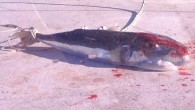Muğla’nın Marmaris ilçesinde balıkçı Kemal Şahin’in oltasına 20 kilo ağırlığında zehirli balon balığı takıldı. Şahin, felç ve ölümlere sebep olduğu için yenmesi sakıncalı balon balığına son yıllarda Marmaris Körfezi’nde çok sık rastlandığını söyledi.Kemal Şahin “Yıllarca bu sularda balık avlıyorum ancak […]