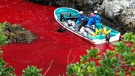 Japonya ile ABD arasında diplomatik krize neden olan şişe burunlu yunus avı dün başladı. Taiji Koyu’nda 200’den fazla yunus küçük bir alana hapsedilecek ve avlanacak. Bölge halkı bunun “önemli bir gelenek” olduğunu savunurken, çevreciler bu kanlı avı insanlık dışı olarak […]