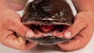 WASHINGTON – Names can mean a lot. The commissioners of Charles County think so, so they’re holding a contest to give a species of fish an image upgrade. The snakehead comes from Asia, but it’s been in the area for […]