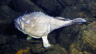 Fener balığı (Lophius piscatorius), Lophiidae familyasına ait ilginç bir balık türü. Yüzünün önüne sarkan “feneri” ile denizin derinliklerindeki karanlıkta ışık yaparak ufak balıkları avlar. Türkiye’de Akdeniz, Ege denizi ve Marmara denizinde bulunur. Ayrıca Atlas Okyanusunda da bulunur. Vücudu çok yassıdır, […]