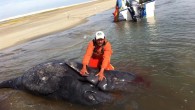 Scientists in Mexico’s Laguna Ojo de Liebre, or Scammon’s Lagoon, on Sunday discovered conjoined gray whale calves. It might be the first documented case of conjoined twin gray whales. (Conjoined twins have occurred in other species, such as fin, sei […]
