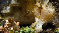 Leaf Scorpionfish ya da havalı ismiyle Taenianotus triacanthus çok farklı renklerde olabilen 10cm kadar büyüyebilen ince yapılı ilginç bir balık, kendisiyle karşılaşmamız Bali -Tulamben’de oldu. Bundan 3 yıl kadar önceydi. Liberty batığına yaptığımız 2. dalışın sonuna doğru sığ suda geminin […]
