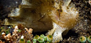 Leaf Scorpionfish ya da havalı ismiyle Taenianotus triacanthus çok farklı