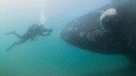 A group of wildlife watchers scan the open ocean for activity – as a huge whale drifts just below them. These amazing images show a 50-tonne southern right whale and its calves swim within touching distance of a small tourist […]
