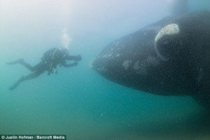 A group of wildlife watchers scan the open ocean for