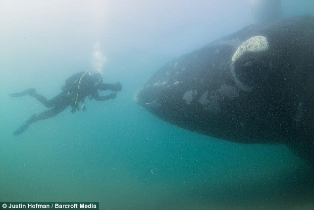 A group of wildlife watchers scan the open ocean for